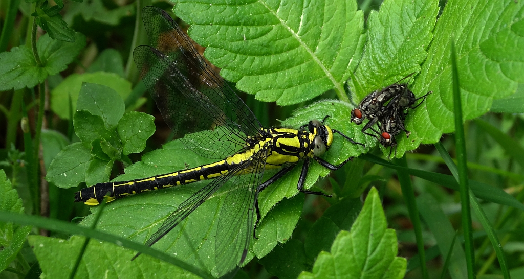 Gadziogłówka pospolita (Gomphus vulgatissimus)