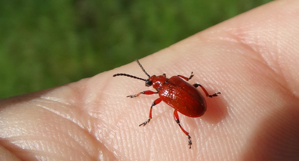 Poskrzypka cebulowa, poskrzypka leśna (Lilioceris merdigera)