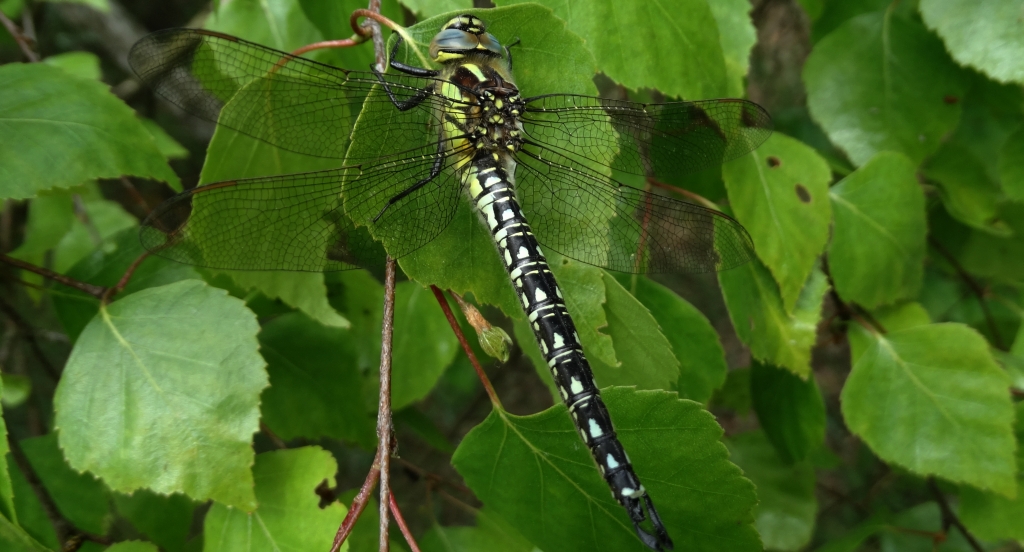 Żagniczka zwyczajna, żagniczka pospolita, żagniczka wiosenna (Brachytron pratense)