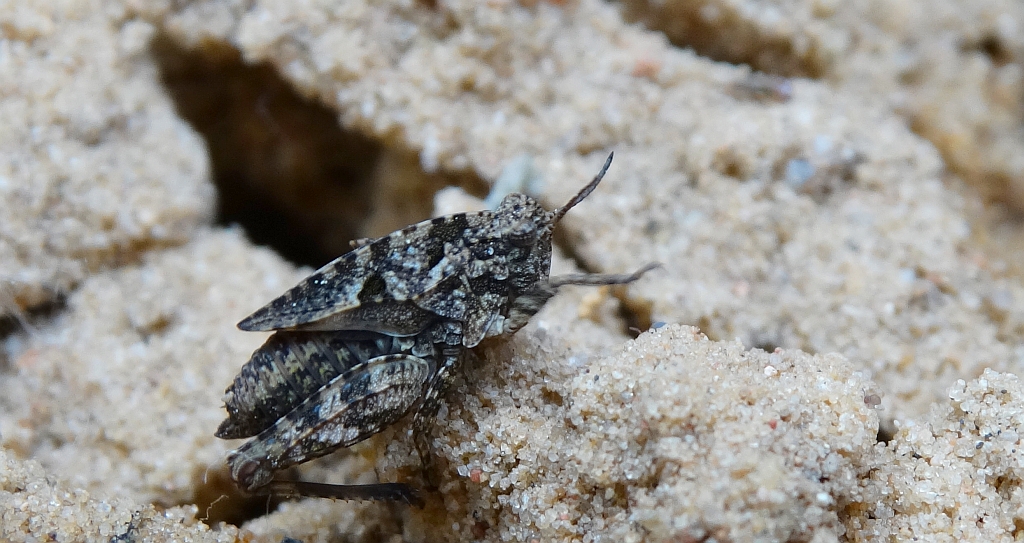 Skakun fałdowany (tetrix undulsta)