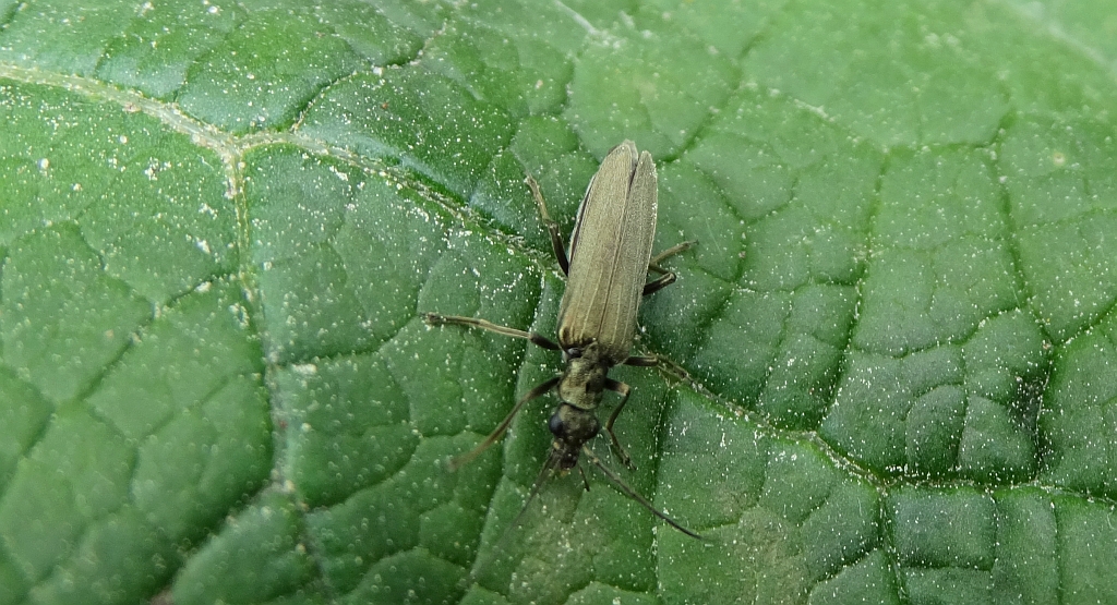 Oedemera lurida