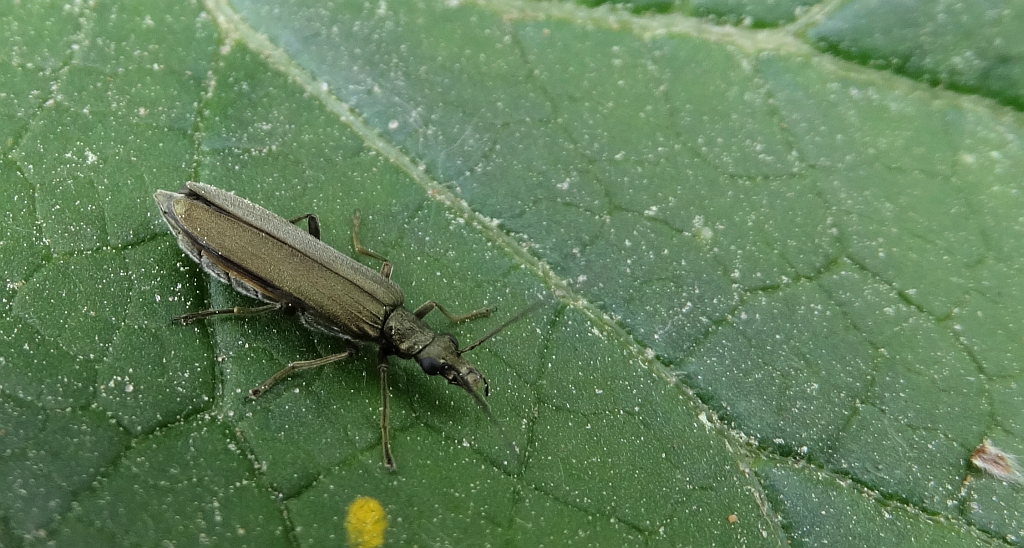 Oedemera lurida