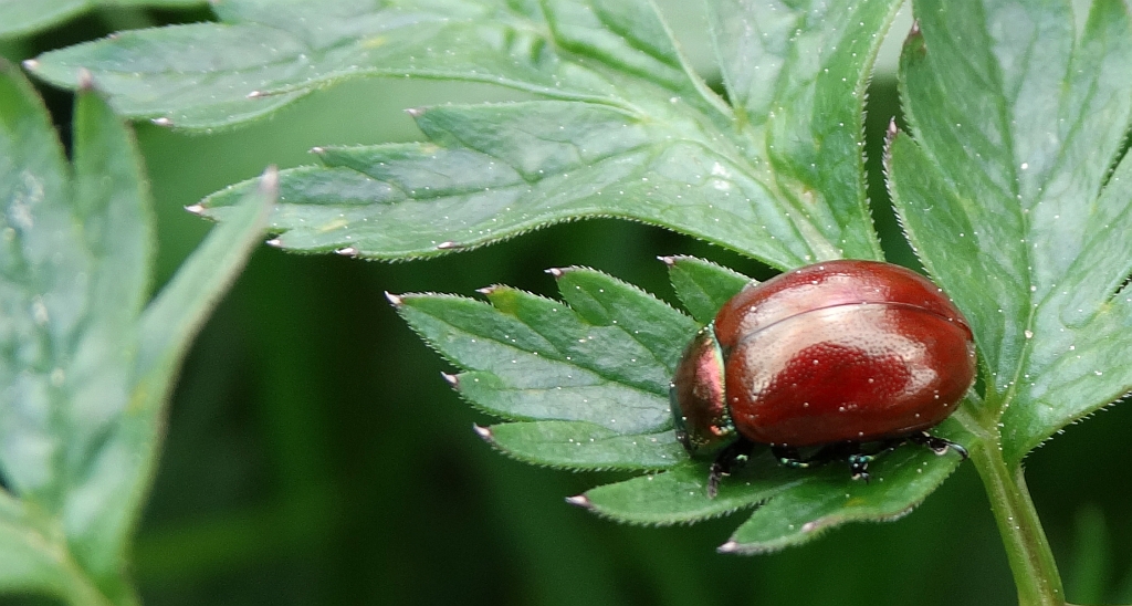 Chrysolina (Erythrochrysa) polita
