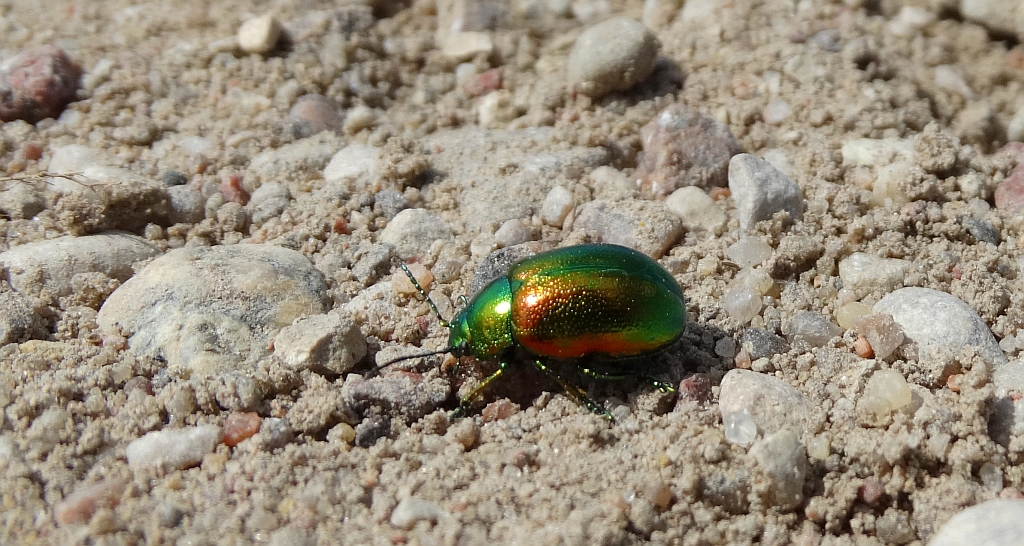 Chrysolina (Euchrysolina) graminis