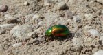 Chrysolina (Euchrysolina) graminis