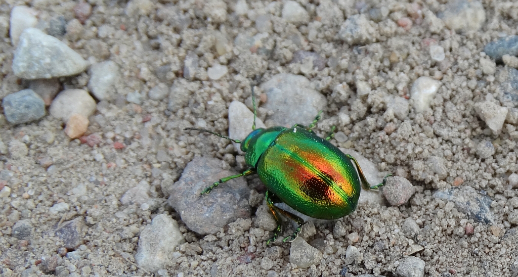 Chrysolina (Euchrysolina) graminis