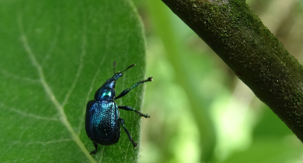 Byctiscus betulae (Tutkarz cygarowiec)