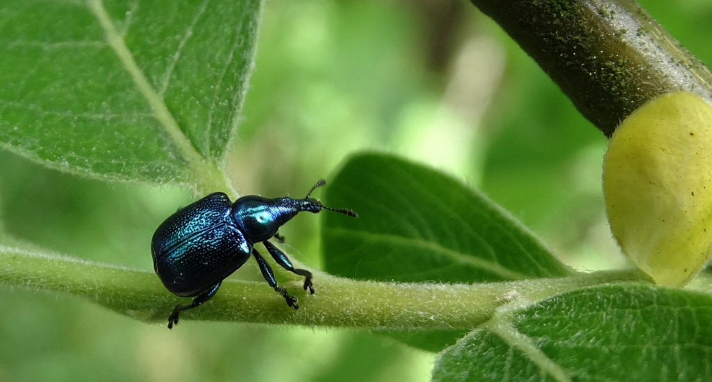 Byctiscus betulae (Tutkarz cygarowiec)