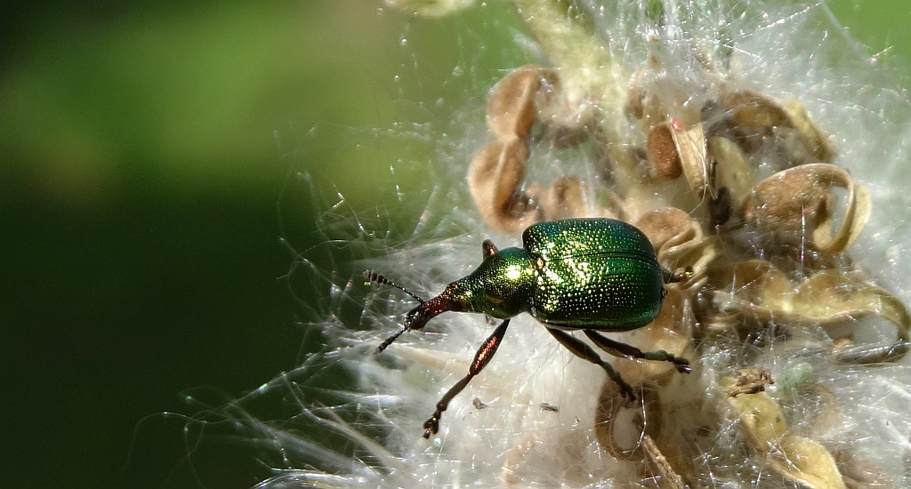 Tutkarz osinowiec (Byctiscus populi)