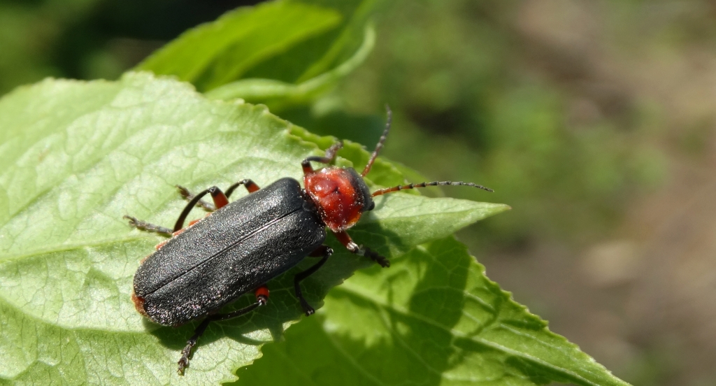 Omomiłek wiejski (Cantharis rustica)