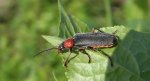 Omomiłek wiejski (Cantharis rustica)