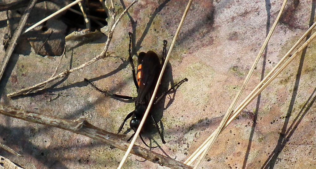 Szwędosz pajęczarz (Anopius fuscus)