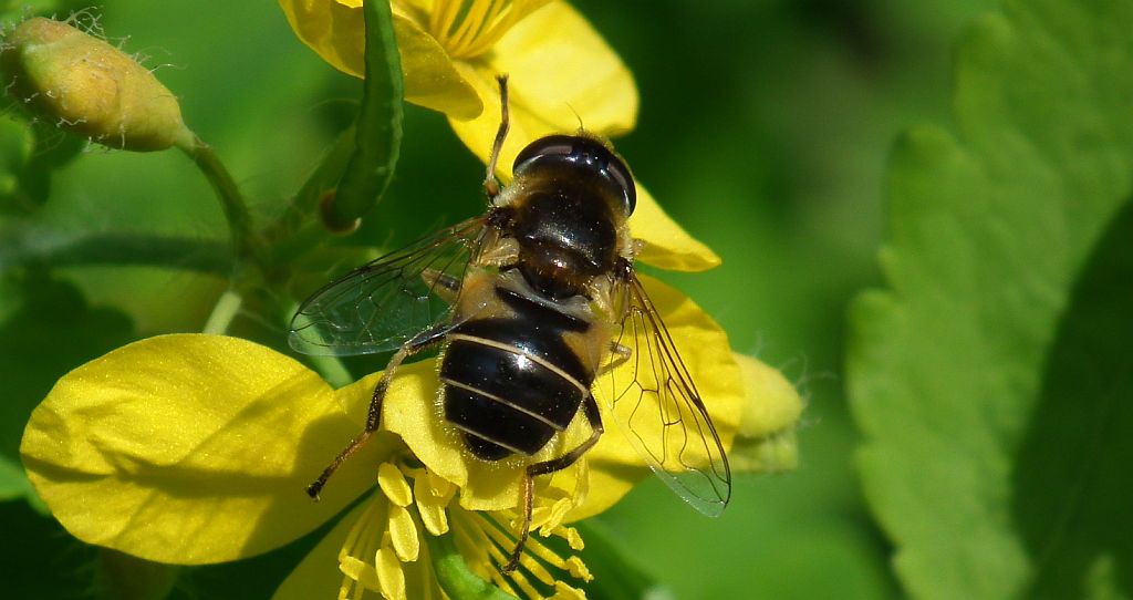 Gnojka trutniowata (Eristalis tenax)