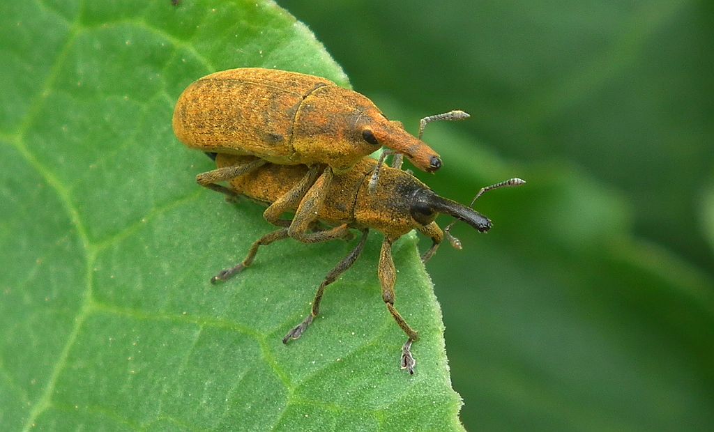 Kulczanka wodniczka (Lixus paraplecticus)