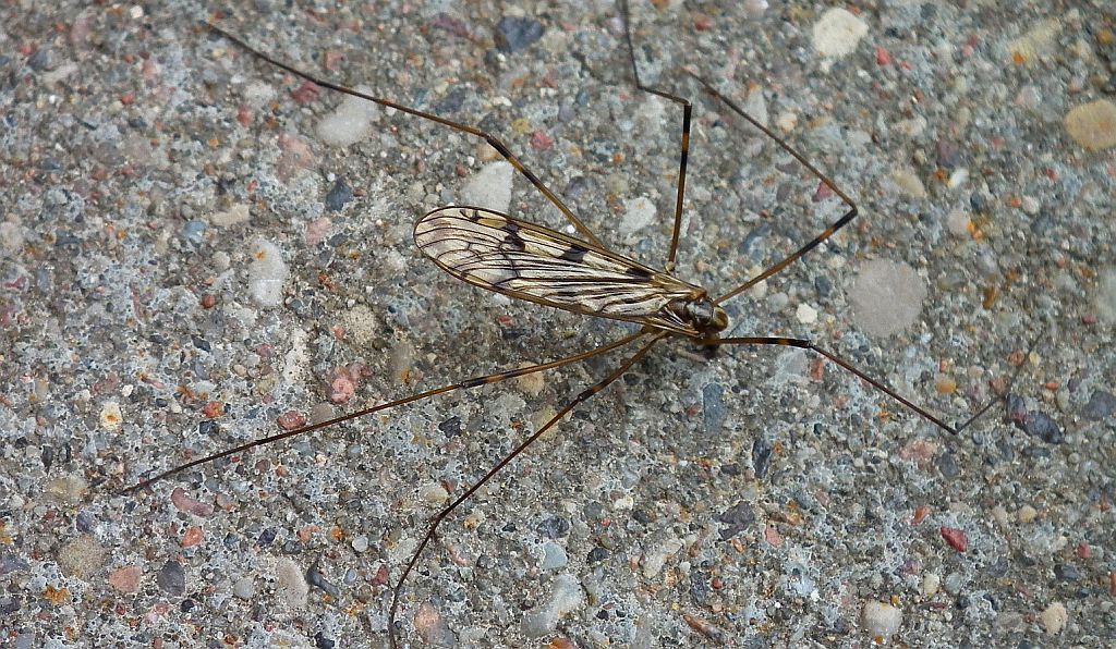 Koziułka warzywna (Tipula oleracea)
