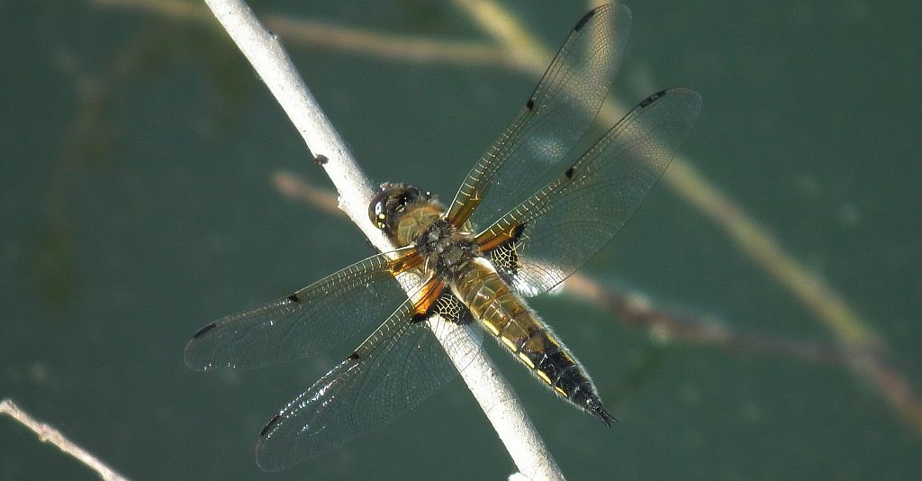 Ważka czarnoplama (Libellula quadrimaculata)