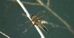 Ważka czarnoplama (Libellula quadrimaculata)