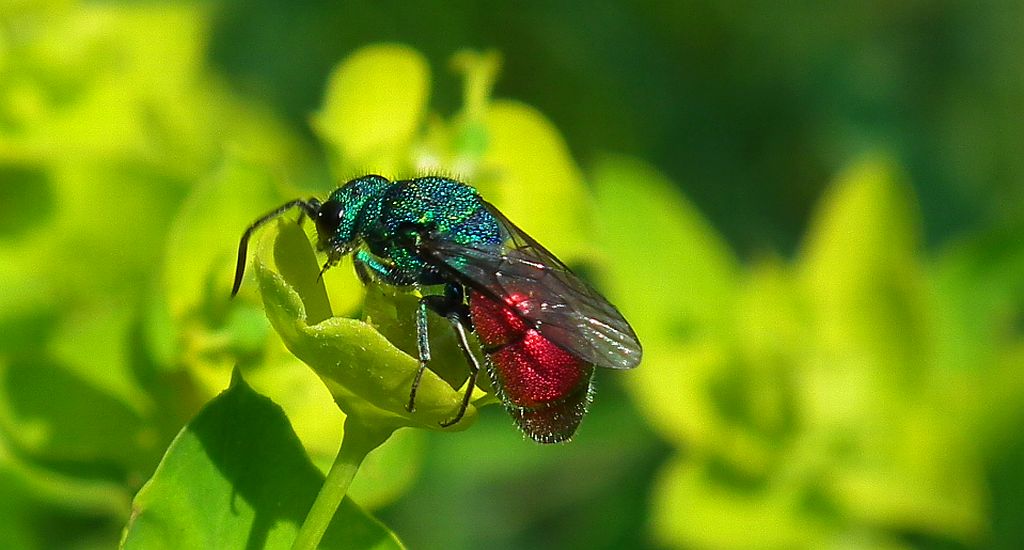 Złotolitka ognista (Chrysis ignita)