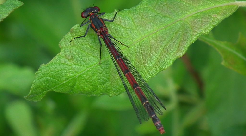 Łunica czerwona (Pyrrhosoma nymphula)