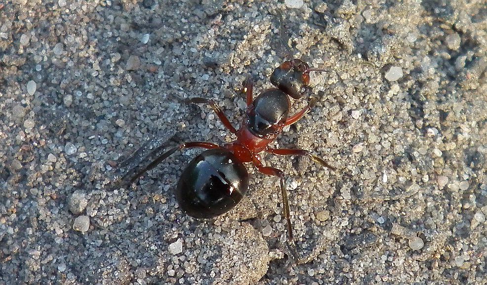 Mrówka rudnica (Formica rufa)