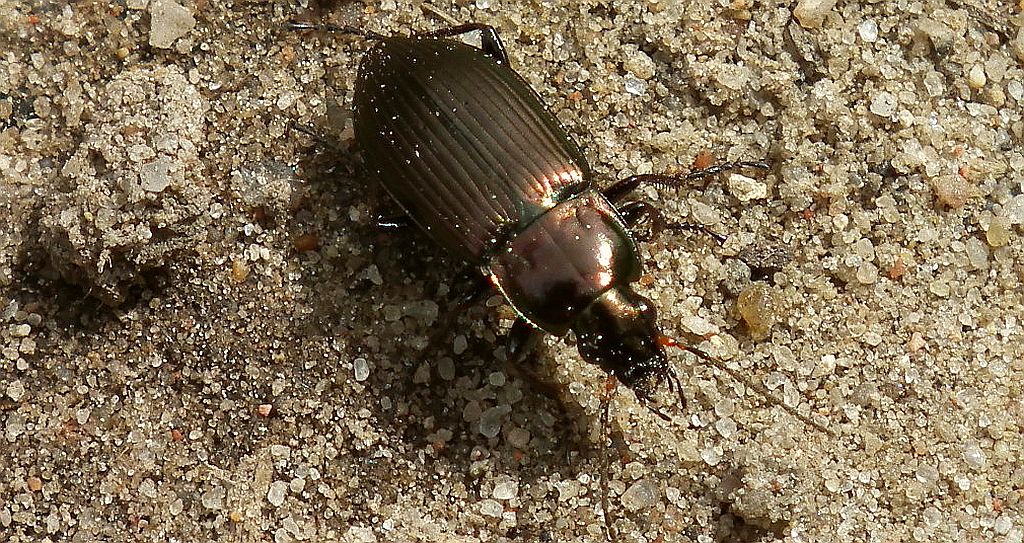 Drogoń miedziaczek (Poecilus cupreus )