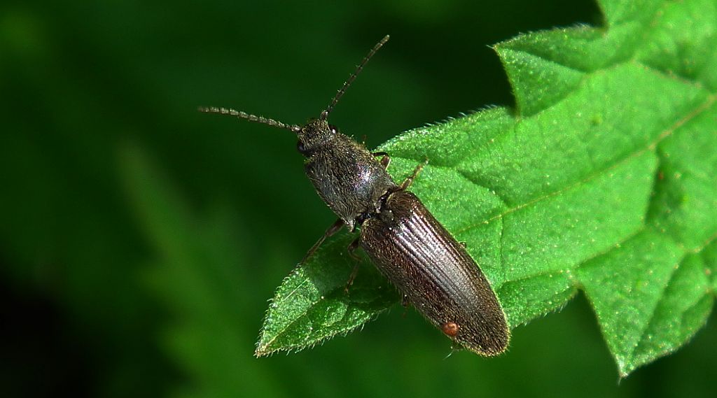 Athous haemorrhoidalis