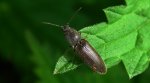 Athous haemorrhoidalis