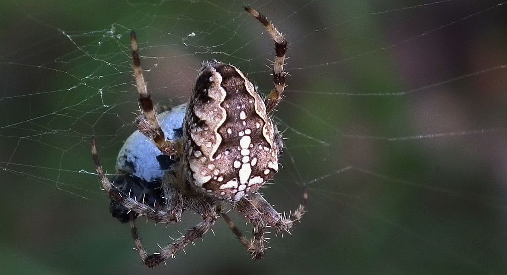 Krzyżak ogrodowy (Araneus diadematus)