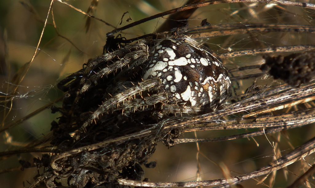 Krzyżak ogrodowy (Araneus diadematus)