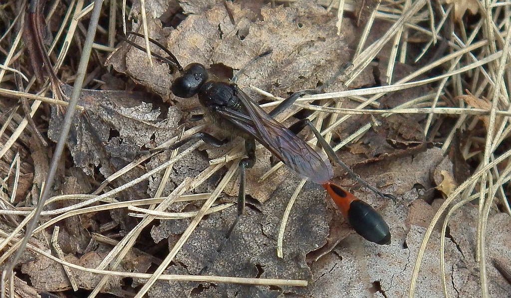 Szczerklina piaskowa (Ammophila sabulosa)