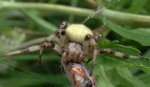 Krzyżak zielony (Araniella cucurbitina)