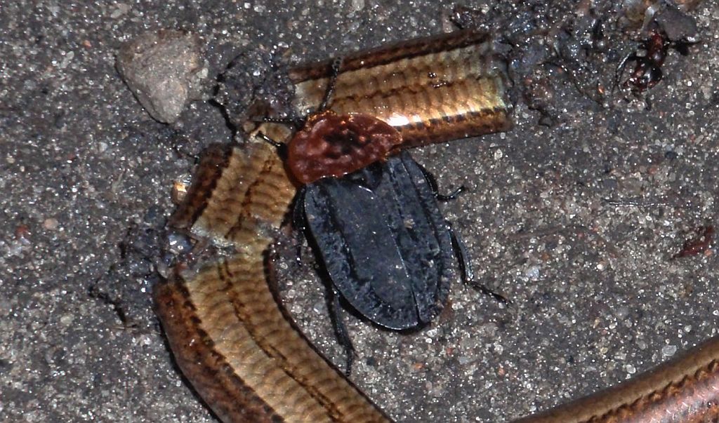 Ścierwiec (Oiceoptoma thoracicum)