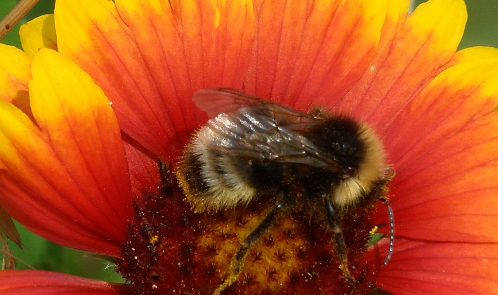 Trzmiel rudoszary (Bombus sylvarum)