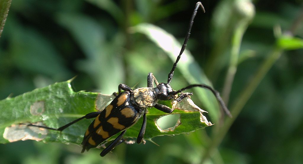 Baldurek pręgowany (Leptura quadrifasciata)