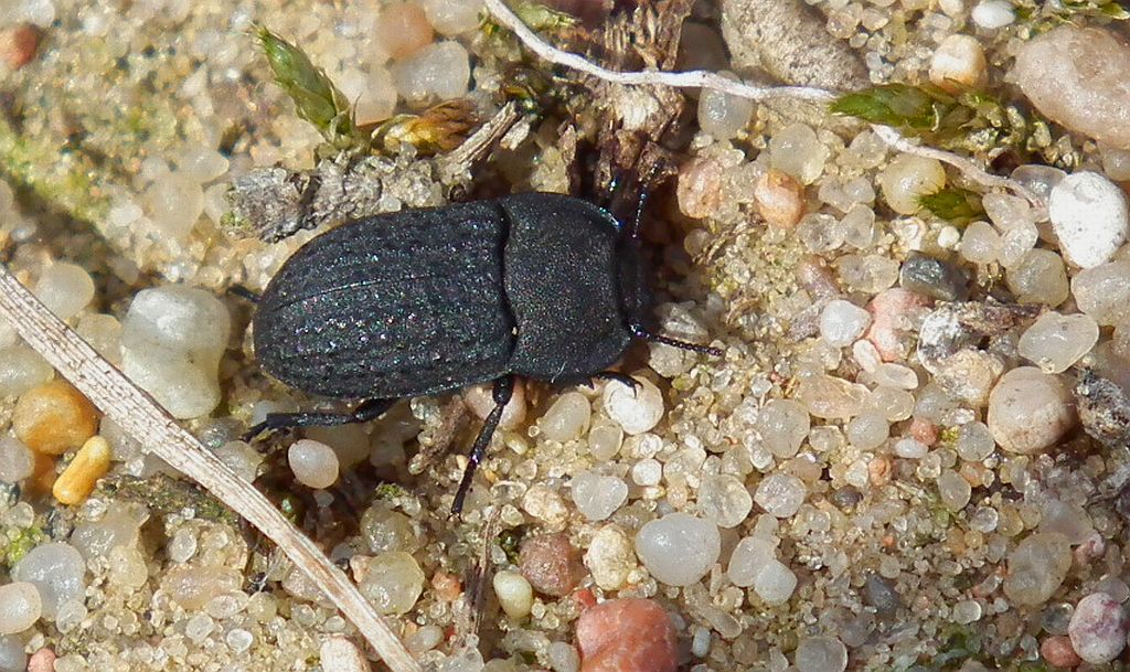 Omrzeł piaskowy (Opatrum sabulosum)