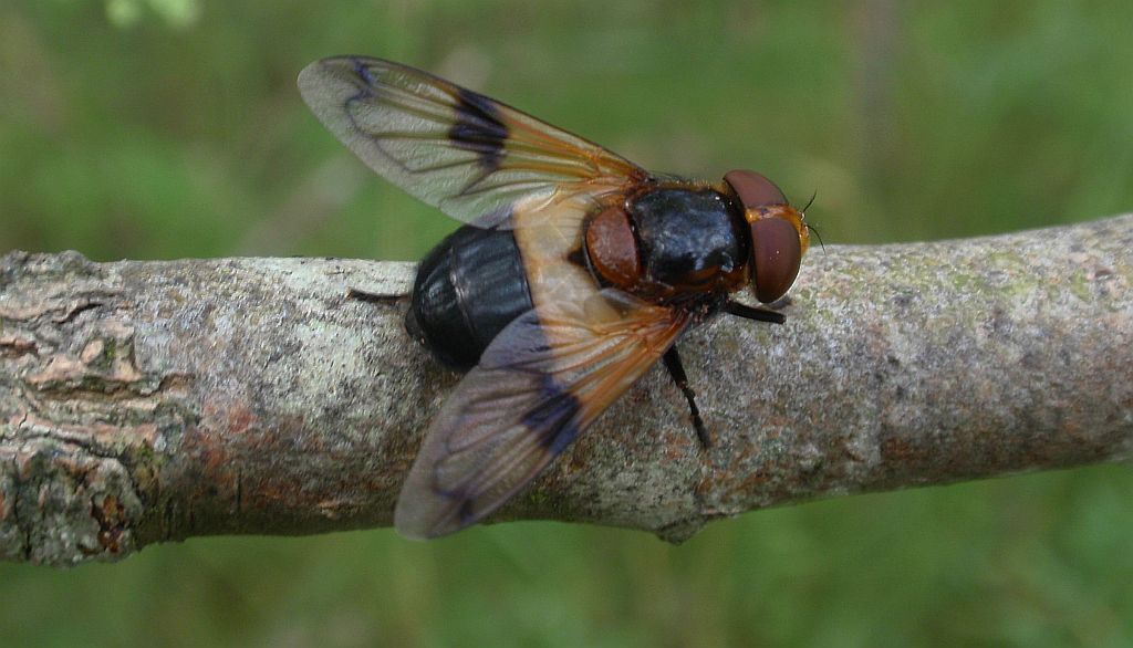 Trzmielówka leśna (Volucella pellucens)