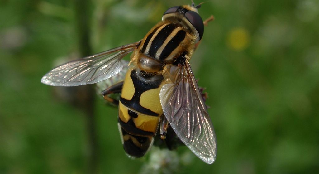 Gniłun (Helophilus trivittatus)