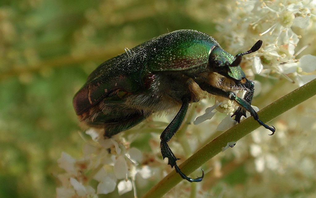 Kwietnica różówka (Protaetia metallica)