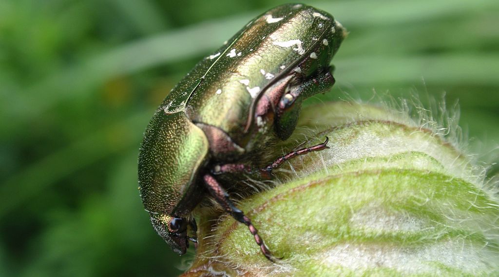 Kwietnica różówka (Protaetia metallica)