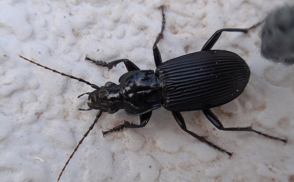 Szykoń czarny (Platysma nigra)