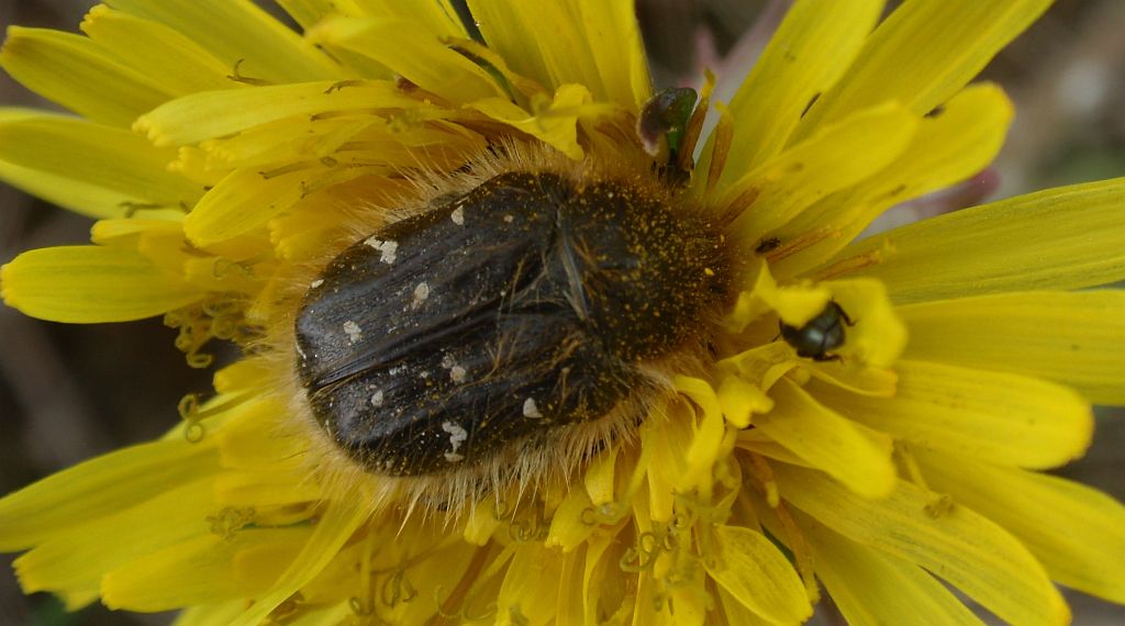 Kosmatek pospolity (Tropinota hirta syn. Epicometis hirta)