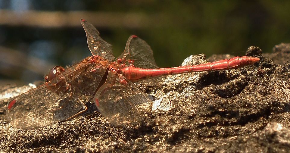 Szablak żółty (Sympetrum flaveolum)