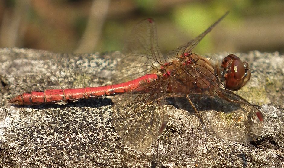 Szablak żółty (Sympetrum flaveolum)