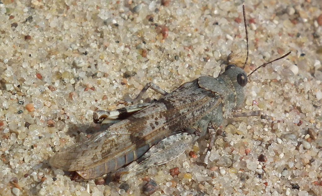 Siwoszek błękitny (Oedipoda caerulescens)