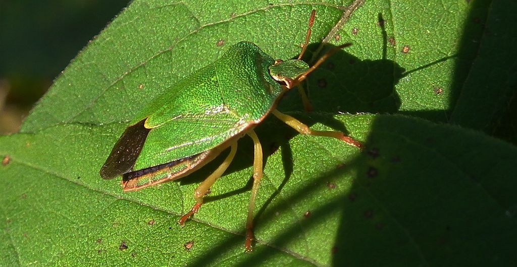 Odorek zieleniak (Palomena prasina)