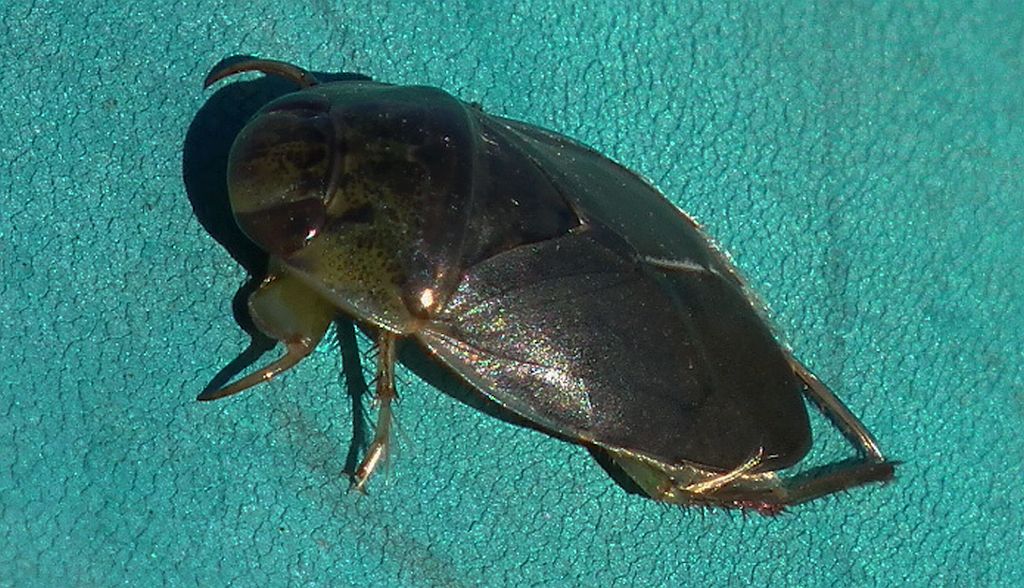 Żyrytwa pluskwowata (Ilyocoris cimicoides)