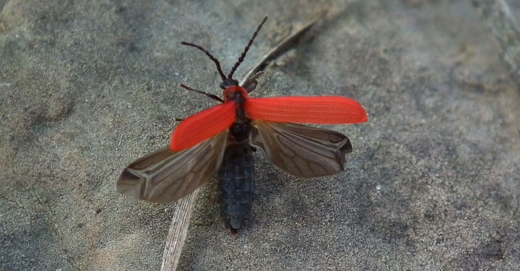 Karmazynek (Lygistopterus sanguineus)