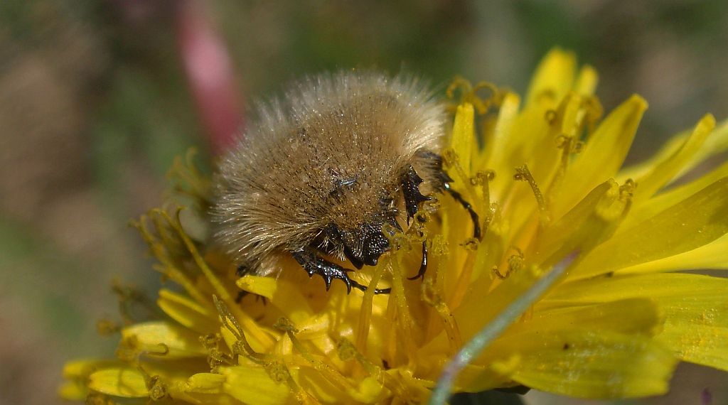 Kosmatek pospolity (Tropinota hirta syn. Epicometis hirta)