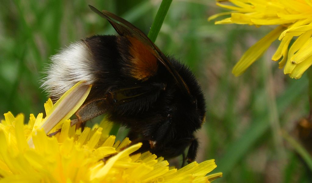 Trzmiel ziemny (Bombus terrestris L.)