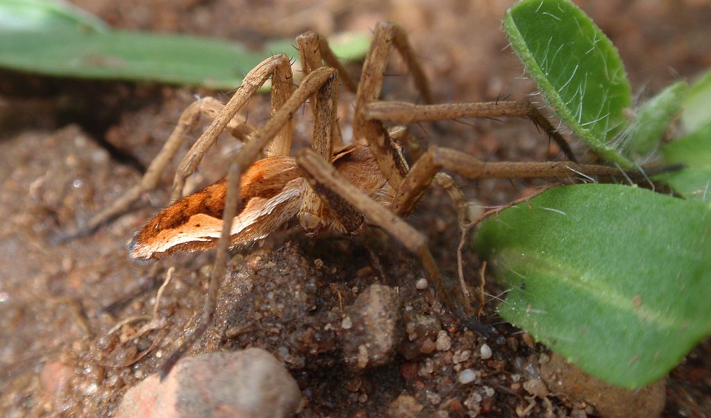 Darownik przedziwny (Pisaura mirabilis)